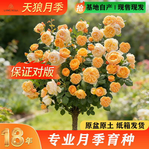 天狼2.5升盆棒棒糖树型月季玫瑰