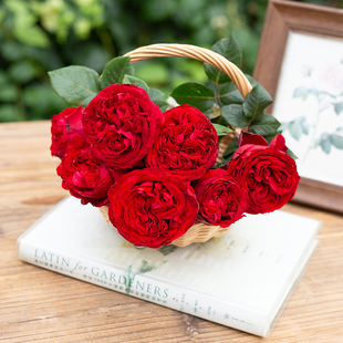 天狼月季茶花女花园灌木多季节大红色观赏性玫瑰花卉盆栽新手推荐