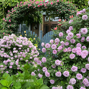 【蓝色阴雨】天狼月季露台攀援藤本型易垂吊观赏性盆栽苗新手推荐