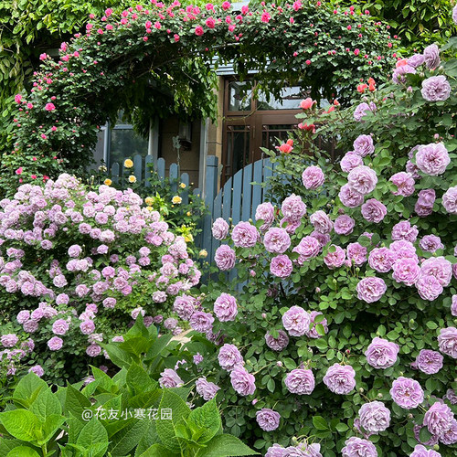【蓝色阴雨】天狼月季攀援爬藤拱门藤本月季多季开花新手推荐