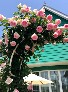 天狼月季龙沙宝石花园攀援藤本型粉色爬藤拱门植物盆栽苗新手推荐