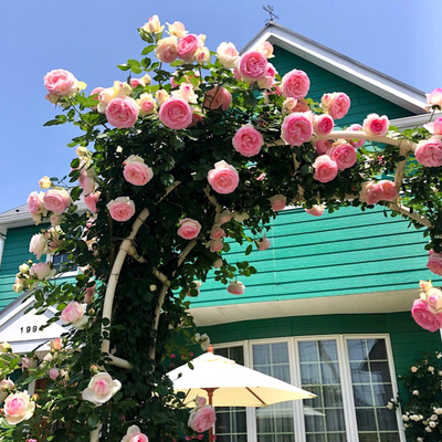 天狼月季龙沙宝石花园攀援藤本型粉色爬藤拱门植物盆栽苗新手推荐