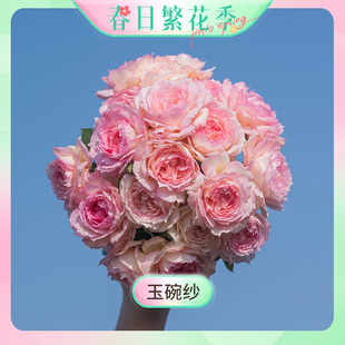 【繁花季-玉碗纱】天狼月季2.5/2.8升自育丰花易养玫瑰花卉盆栽苗