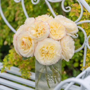 天狼月季琼英庭院大花自育丰花新手易养护观赏性盆栽花卉苗