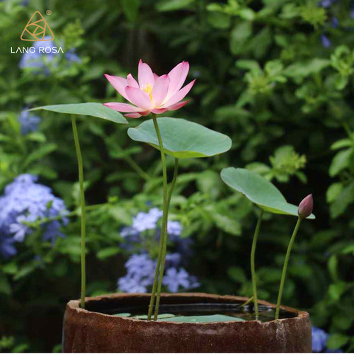 室内观赏水生植物销量排行榜 室内观赏水生植物品牌热度排名 小麦优选
