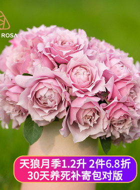 天狼月季自育1.2升家庭园艺庭院盆栽花卉丰花幻紫空蒙胭脂扣罗衣