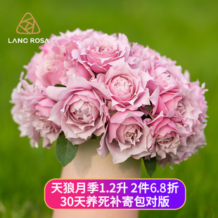 天狼月季 自育1.2升家庭园艺庭院盆栽花卉丰花幻紫空蒙胭脂扣罗衣