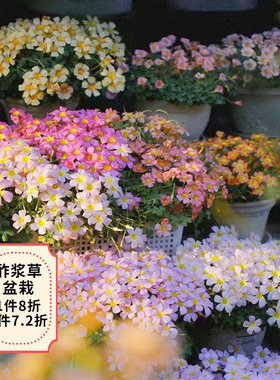 天狼 酢浆草 新手易养易爆盆花量大秋植球根花卉盆栽苗