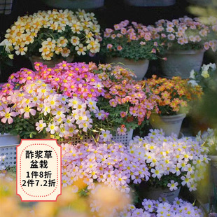 天狼酢浆草多年生冬季开花新手易养易爆盆花量大球根花卉盆栽苗