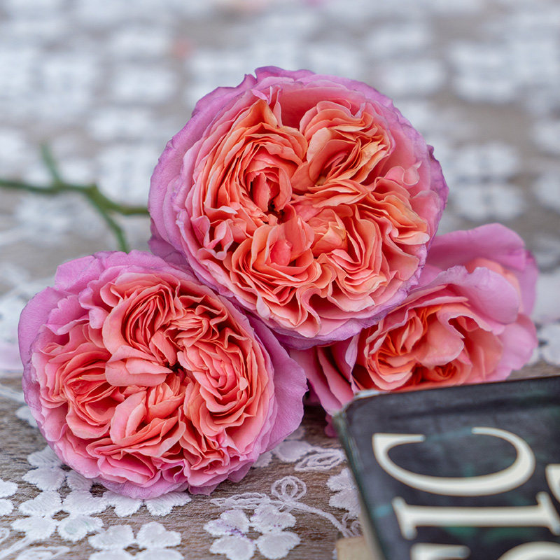天狼月季星尘露台微月花色多变观赏性丰花玫瑰花卉盆栽苗新手推荐