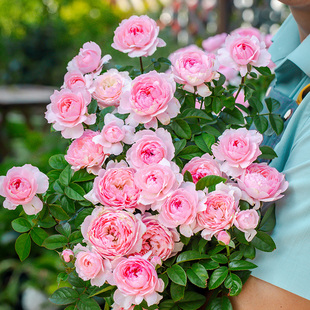天狼月季盈盈粉露台灌木花量大长势快观赏性玫瑰花卉盆栽新手推荐