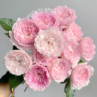 【直播福袋专享】溶溶月1.2升盆