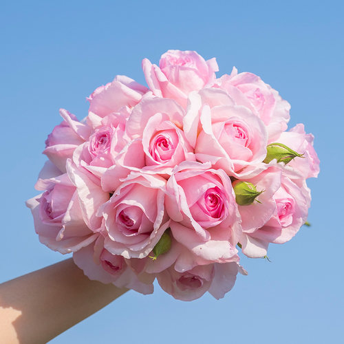 天狼月季1.2升盆栽易养丰花