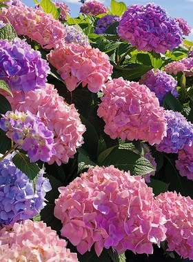 天狼绣球室外庭院花园阳台直立大花花卉盆栽苗无尽夏万华镜有松