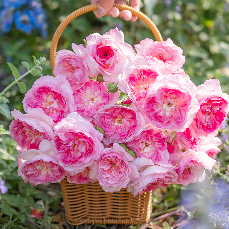 天狼月季知瑾庭院花园自育浓香丰花灌木易养观赏性植物盆栽花卉