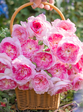 天狼月季知瑾庭院花园自育浓香丰花灌木易养观赏性植物盆栽花卉