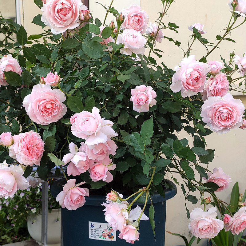 天狼月季 忘忧 自育月季玫瑰 粉色系耐热多季开花丰花灌木月季,鲜花速递/花卉仿真/绿植园艺,月季/蔷薇/玫瑰,淘宝优惠券,粉丝福利购,淘宝优惠卷