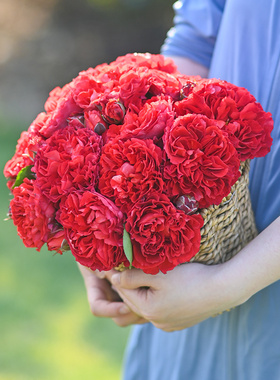 天狼月季 熔岩 自育月季玫瑰 多季复古大花丰花灌木月季