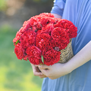熔岩 复古大花丰花灌木月季 自育月季 多季 玫瑰 天狼月季