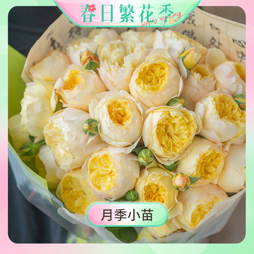 【繁花季】天狼月季小苗家庭园艺庭院花园易养多季花卉绿植