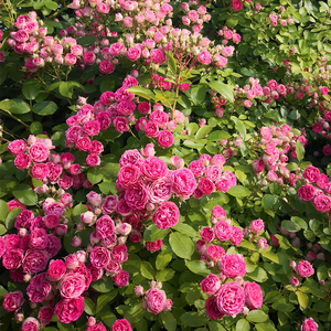 【胭脂扣】天狼月季自育易养易爆花庭院花园攀援藤本拱门盆栽苗