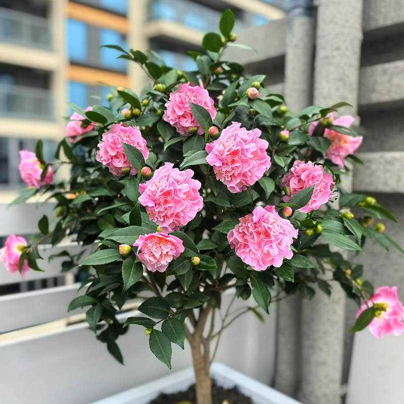 天狼山茶花香妃十八学士庭院花园喜光易养观赏性花卉绿植盆栽,鲜花速递/花卉仿真/绿植园艺,绣球/木绣球/木本植物,淘宝优惠券,粉丝福利购,淘宝优惠卷