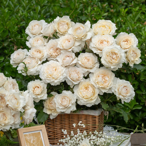 【白月光】天狼月季花园灌木抗病多季开花观赏性花卉盆栽新手推荐