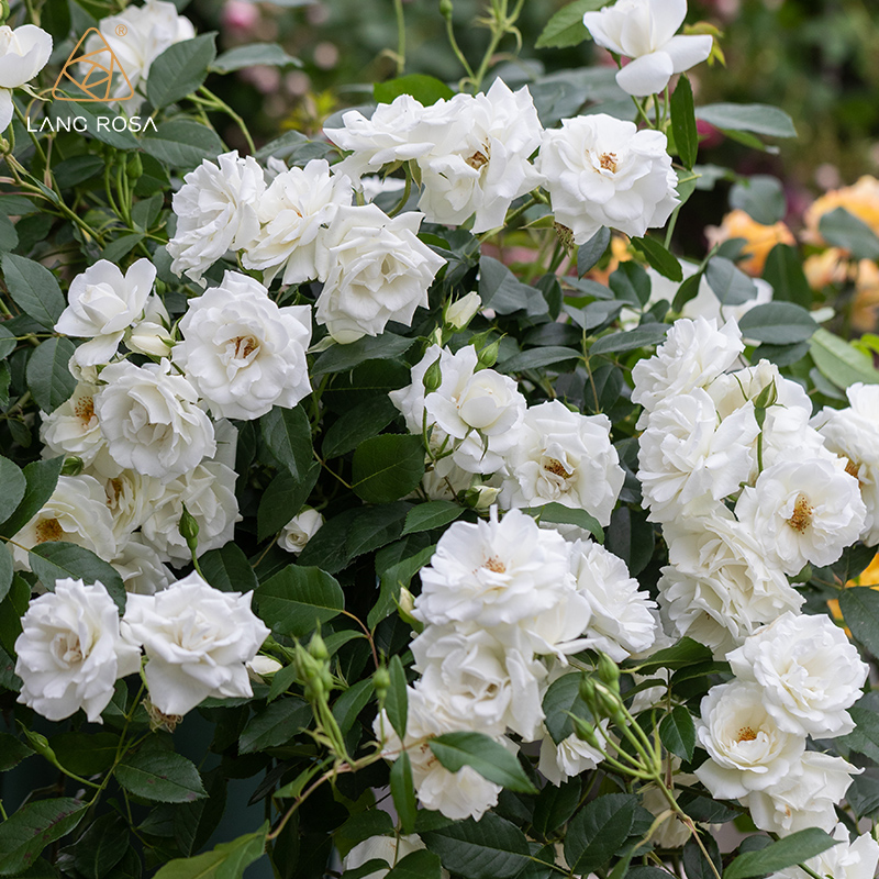 天狼月季藤冰山大型藤本月季阳台庭院月季多季节开花拱门花墙