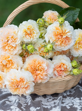 天狼月季 微芒 自育月季玫瑰 大花别致蜂蜜香丰花型月季