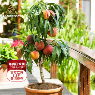 天狼 桃子桃树 庭院花园果树盆栽树苗鹰嘴桃锦绣黄桃阳山蜜桃