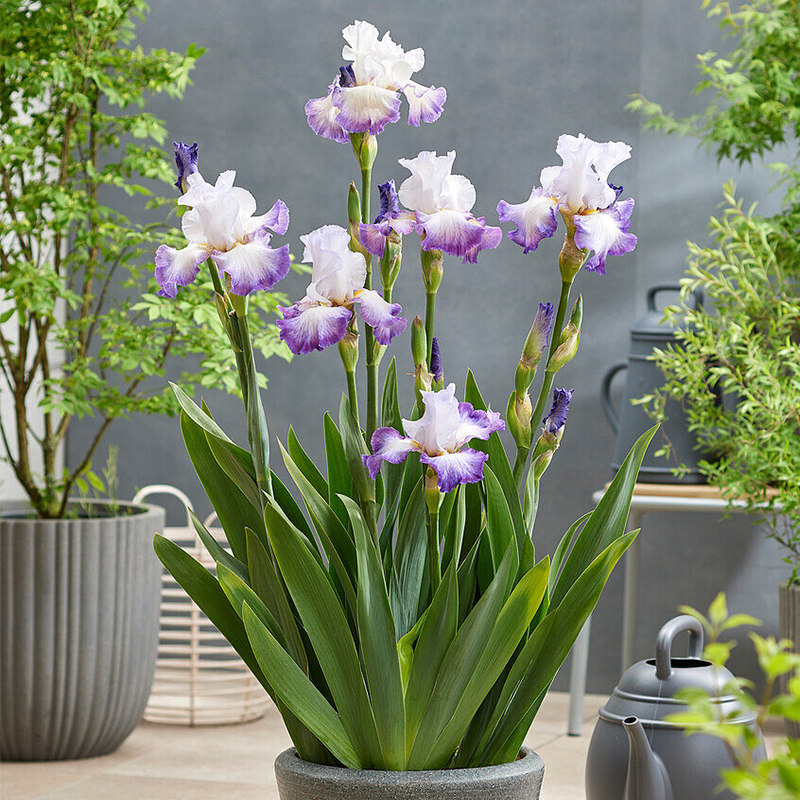 天狼德国鸢尾裸根庭院阳台多年生耐寒耐旱易养护草本花卉植物