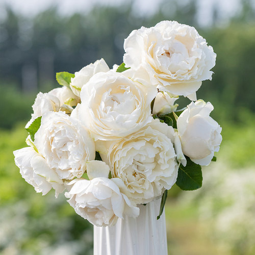 天狼月季盆栽庭院露台植物花卉