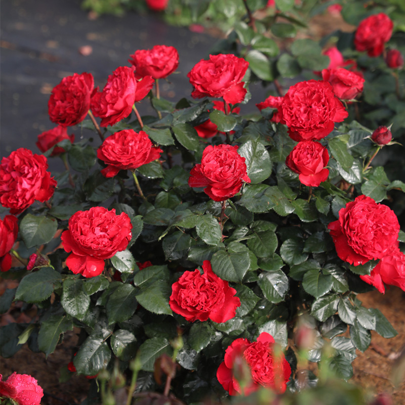 天狼月季茶花女露台灌木花期长抗性好观赏性玫瑰花卉盆栽新手推荐