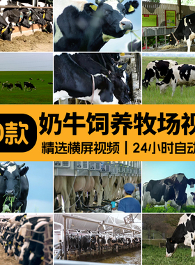 奶牛群草原饲养吃草养牛场牧场饲料挤奶牧业养殖农场实拍视频素材