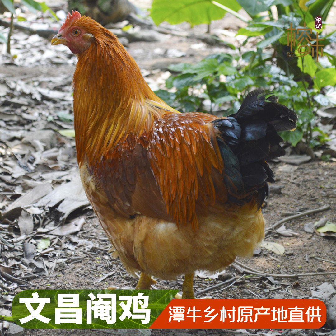 海南精品文昌潭牛360天冰鲜阉鸡