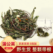蒲公英中药材干货500g野整颗带根蒲公英茶生新鲜浦公英花茶婆婆丁