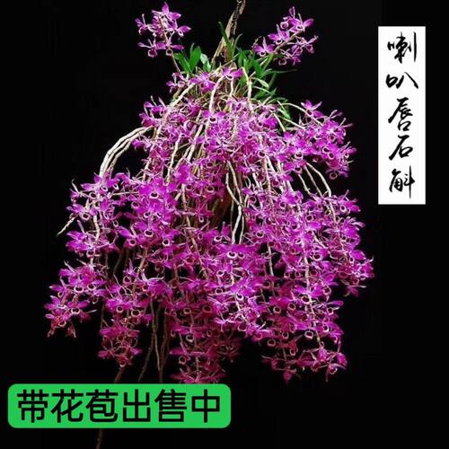 喇叭唇石斛带花苞浓香铁皮石斛室内盆栽球花鼓槌金钗石斛花卉绿植