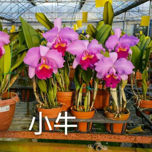 清仓大花卡特兰浓香新款泰国大花浓香卡特兰花卉洋兰石斛基地清仓