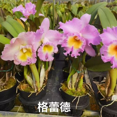 清仓大花卡特兰浓香新款泰国大花浓香卡特兰花卉洋兰石斛基地清仓