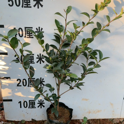 英八茶梅 4个花苞