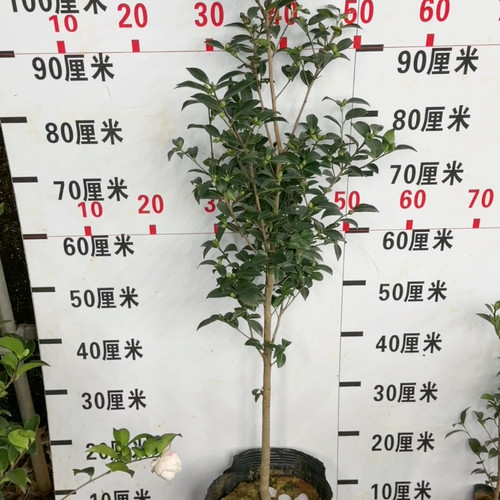 最后一棵 棒棒糖树型英八茶梅 带花苞 7年苗