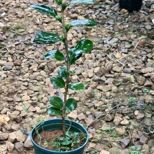 多色 薄荷糖8个花苞 原生苗
