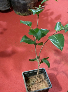 上海交际花