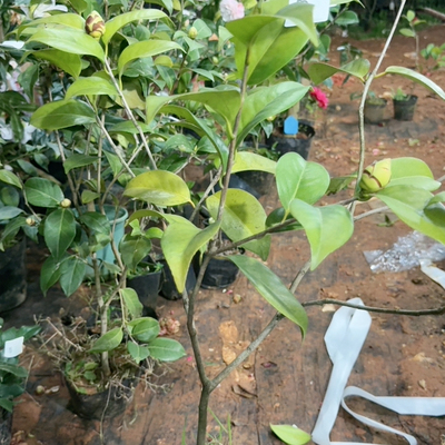 大美人大花113多色