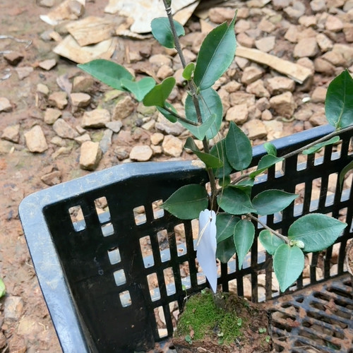 串花瀑布 带花苞 福利价