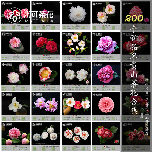 名贵稀缺山茶花品种包对版团购一