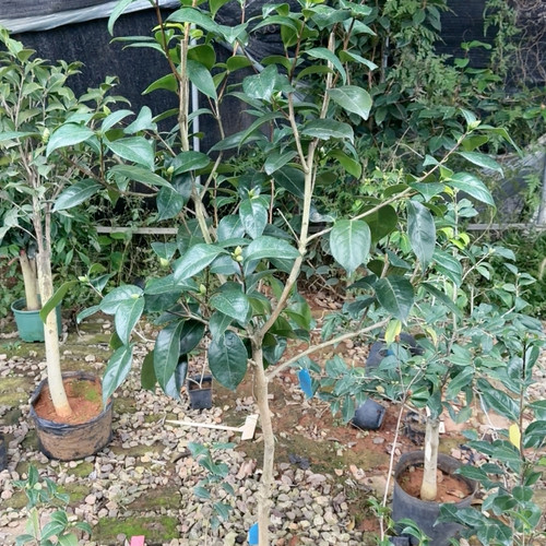 十三年苗  十月事务 1.5米 粉色渐变花 带花苞