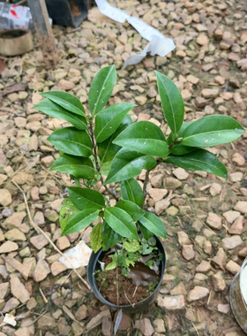 橙色珍宝 开播浮力 3年苗