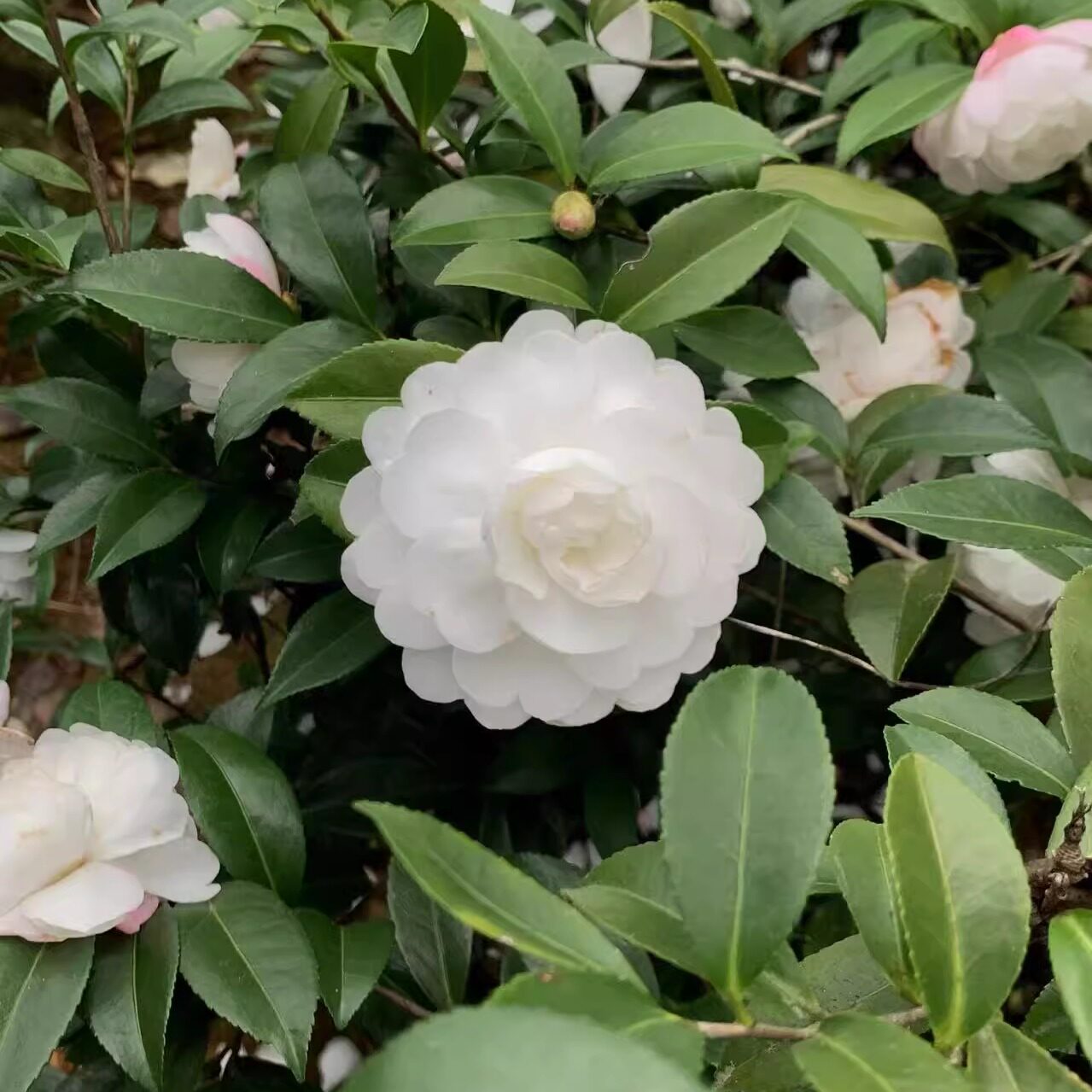 早珍珠香味茶梅 山茶花盆栽清香型带花苞茶花树苗 室内外阳台好养