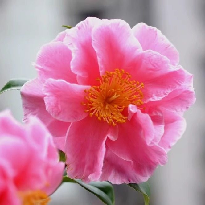 九拐十八弯 山茶花盆栽带花苞茶花树苗 盆景造型 室内外阳台好养,鲜花速递/花卉仿真/绿植园艺,时令草本花卉,淘宝优惠券,粉丝福利购,淘宝优惠卷